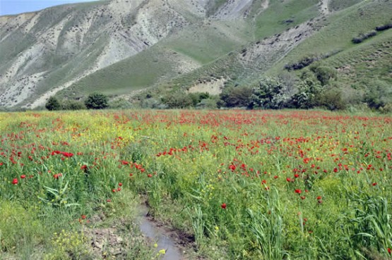 Foto: Yaşar KAPLAN