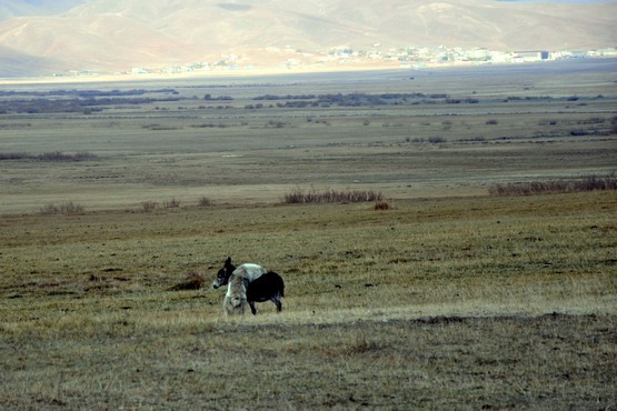 Fotoğraf: Yaşar KAPLAN