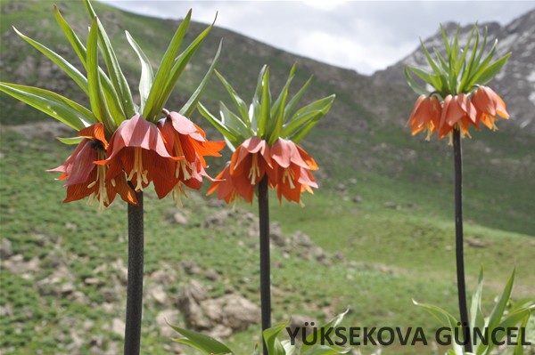 Yüksekova’da Ters laleler çiçek açtı