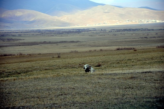 Fotoğraf: Yaşar KAPLAN