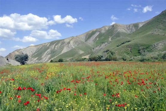 Foto: Yaşar KAPLAN