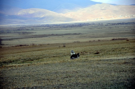 Fotoğraf: Yaşar KAPLAN