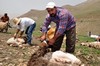 Hakkari'nin Yüksekova ilçesinde Mor dağı eteklerinde Koyun Kırpma Şenliği düzenlendi. Fotoğraflar: Yaşar KAPLAN