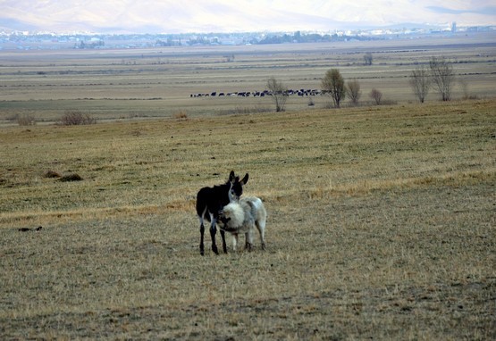 Fotoğraf: Yaşar KAPLAN