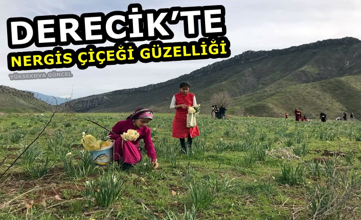 Derecik’te nergis çiçeği güzelliği