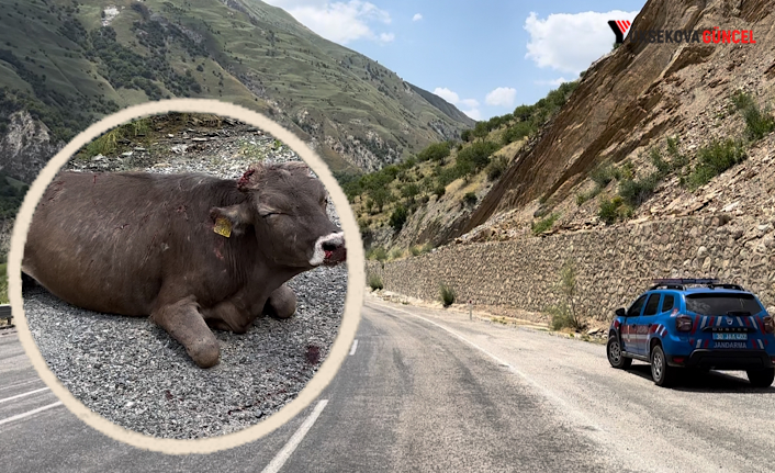 Hakkari-Yüksekova Karayolundaki 500 Metrelik Bir Kayalıktan Düşen İnek Ağır Yaralandı