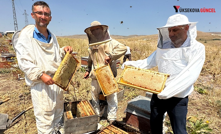 Yüksekova Cilo Dağı'nın Eteklerinde Bal Bereketi: Kovan Kovan Bal Sağımı Başladı