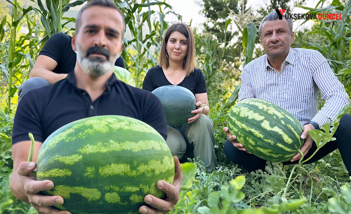 Yüksekova: Hem öğretmen hem de çiftçi, Yetiştirdiği karpuzlar 20 kiloya ulaştı