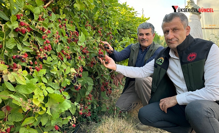 Yüksekova’da Böğürtlen Zamanı: Satışına başladılar