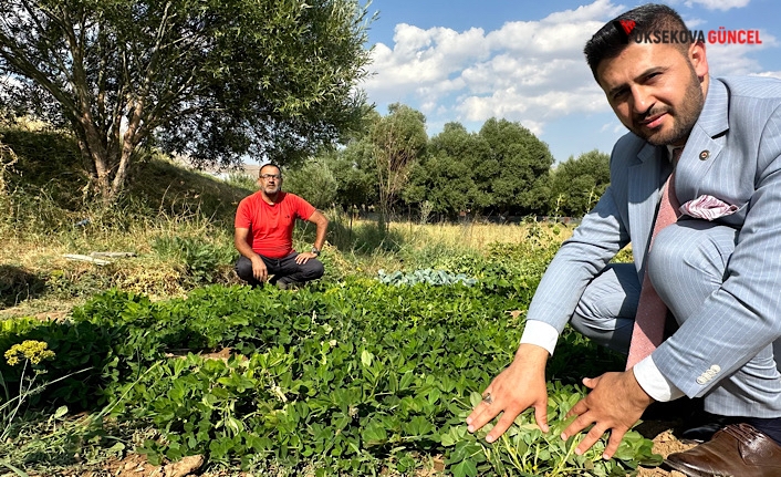 Yüksekova’da yer fıstığı yeryüzüne çıktı