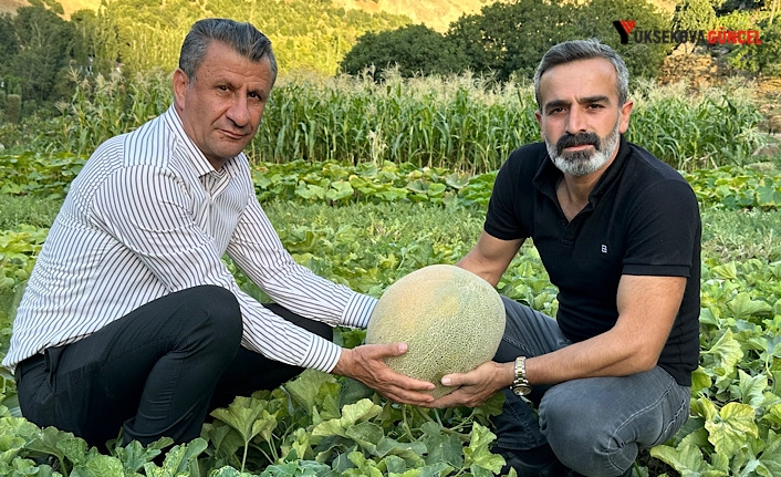 Yüksekova’da yetiştirilen kavunlar büyüklüğüyle dikkat çekiyor