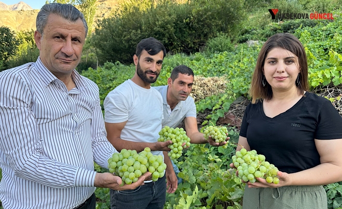 Yüksekova’nın Yerli Üzümün Merkezi: Yeşiltaş Köyü