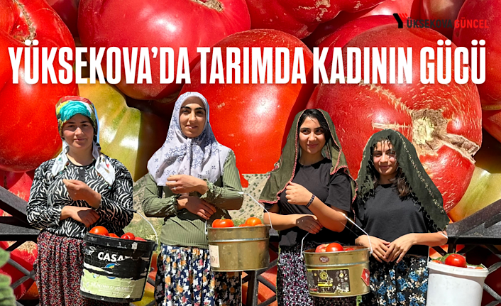 Yüksekova’da Kadınlar Sabahın İlk Işıklarıyla Domates Hasadına Başlıyor