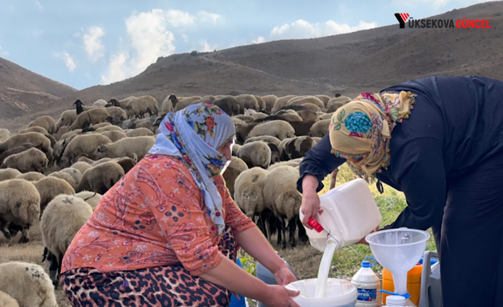 Yüksekova’da kış hazırlığı başladı: Vatandaşlar bidonlarla sütlerini aldı