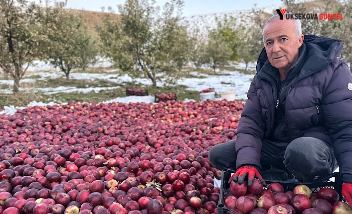 Yüksekova: Karlı dağlarda zorlu elma hasadı