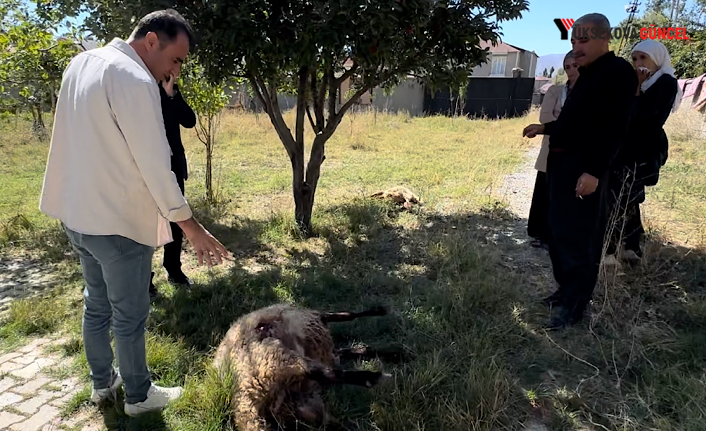 Yüksekova’da başıboş köpekler dehşet saçtı:  6 koyun telef edildi: “Barınak ne işe yarıyor”