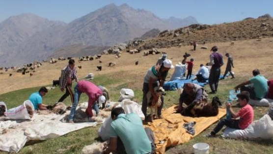 3 bin 500 rakımlı yaylada kuzu kırpma şenliği