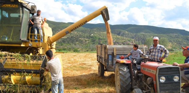 40 derece sıcakta buğday hasadı