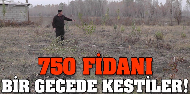 750 fidanı bir gecede kestiler!