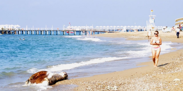 Antalya'da inek ölüsü sahile vurdu