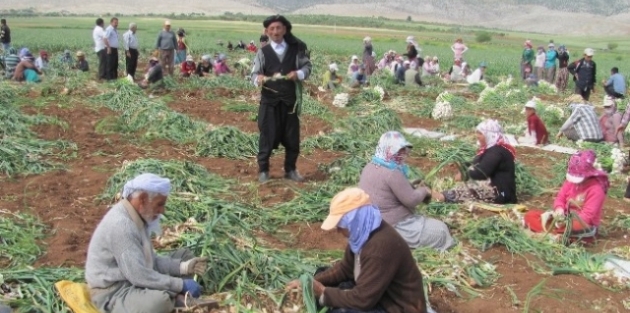 Araban Ovasında, Sarımsak Hasadına Başlandı