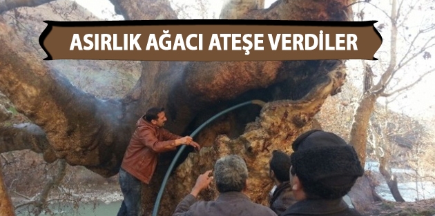 Asırlık Ağacı Ateşe Verdiler