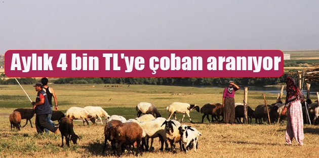 Aylık 4 bin TL'ye çoban aranıyor