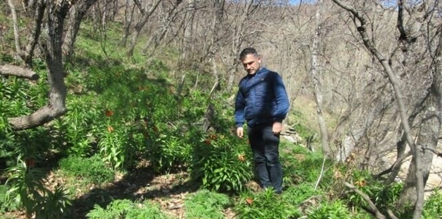 Baharın müjdecisi ters laleler açtı