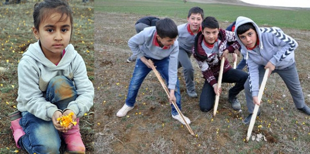 Baharın müjdesi Çiğdem Şenliği