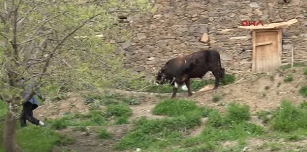 Bahçesaray'da Kara Sabanlı Tarım