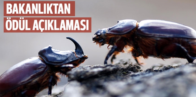 Bakanlıktan 'gergedan böceği' açıklaması: Ödül yok ceza var!