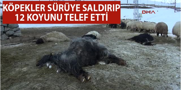 Başıboş Köpekler Sürüye Saldırıp 12 Koyunu Telef Etti