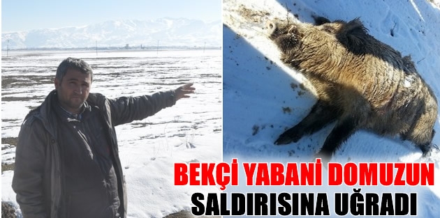 Bekçi Yabani Domuzun Saldırısına Uğradı