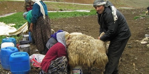 Berivan'lar Yaylalara Çıktı