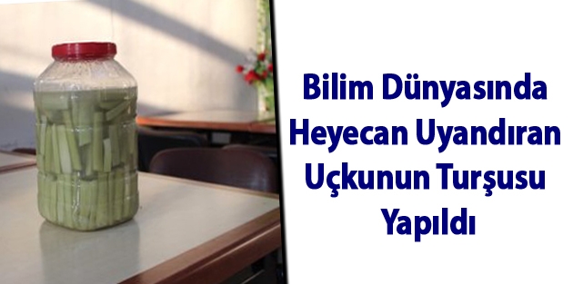 Bilim Dünyasında Heyecan Uyandıran Uçkunun Turşusu Yapıldı