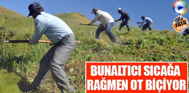 Bunaltıcı Sıcağa Rağmen Ot Biçiyor