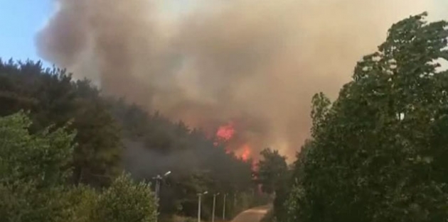 Bursa'da orman yangını