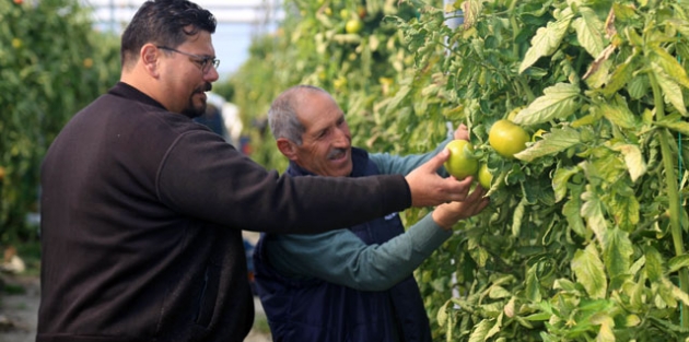 Çameli'de domates üretimi arttı, göç önlendi