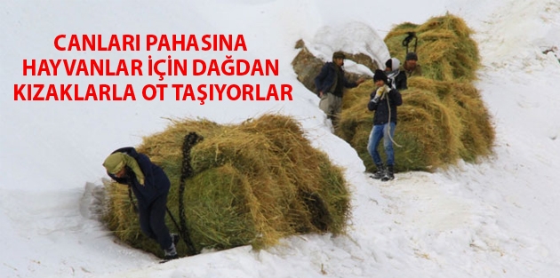 Canları pahasına hayvanlar için dağdan kızaklarla ot taşıyorlar