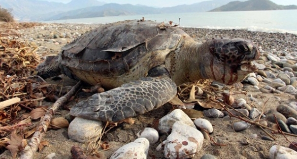 Caretta caretta kafasına taşla vurularak öldürdüldü