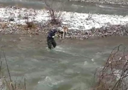 Çayda mahsur kalan köpek kurtarıldı