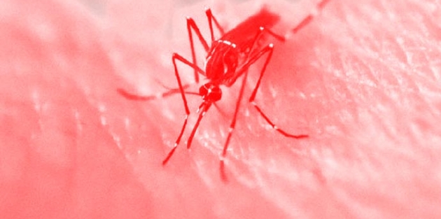 Dünya Sağlık Örgütü'nden çarpıcı 'Zika' açıklaması!