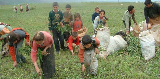 Ekmeklerini taştan çıkartıyorlar