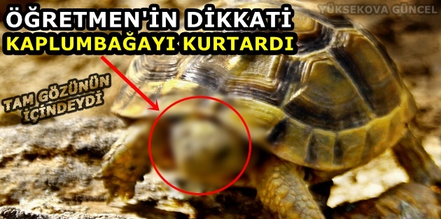 Gözüne diken batan kaplumbağayı 'gezgin öğretmen' kurtardı