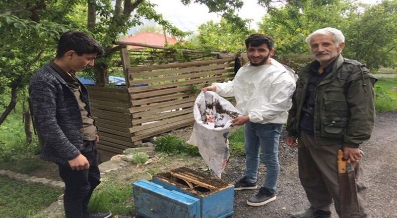 Hakkari’de arı kolonisi ağaca yuva yaptı