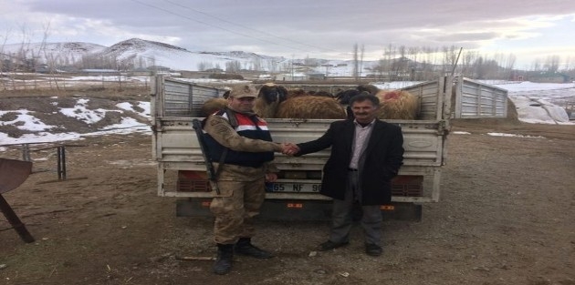 HAKKARİ'DE HAYVAN HIRSIZLIĞI: 1 TUTUKLAMA