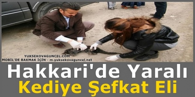 Hakkari'de Yaralı Kediye Şefkat Eli