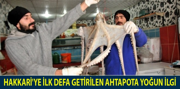 Hakkari'ye İlk Defa Getirilen Ahtapota Yoğun İlgi