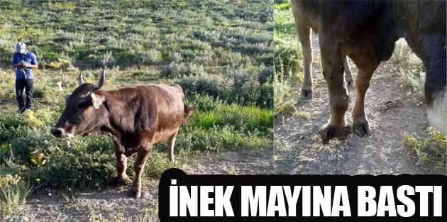 İnek Mayına Bastı