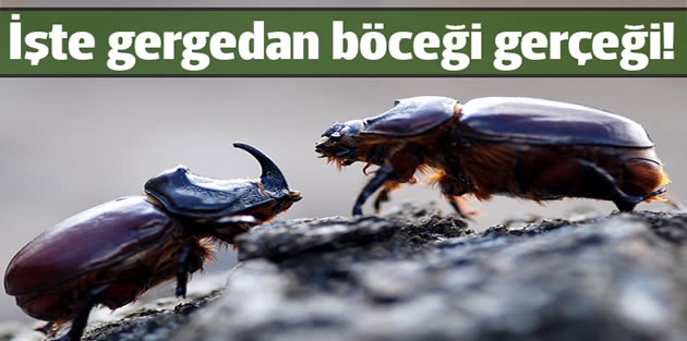 İşte gergedan böceği gerçeği!